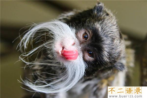 棉冠獠狨：一种比较长寿的猴子（寿命打破了很多物种纪录）图片