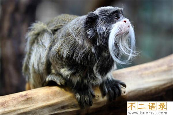 棉冠獠狨：一种比较长寿的猴子（寿命打破了很多物种纪录）图片