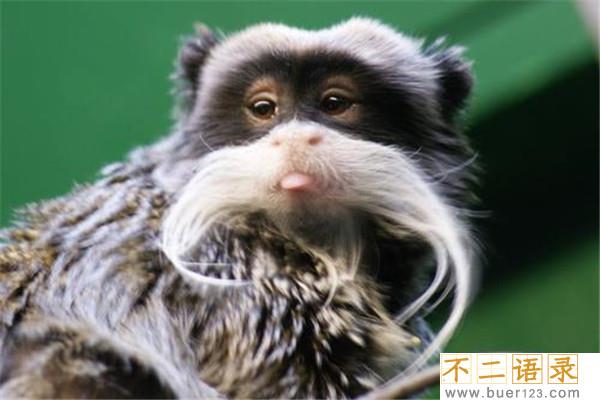 棉冠獠狨：一种比较长寿的猴子（寿命打破了很多物种纪录）图片