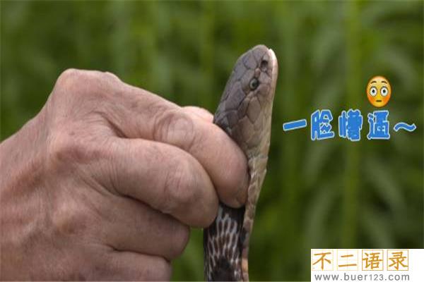 蛇的七寸是指什么部位 只是一个大致位置（不明确）图片
