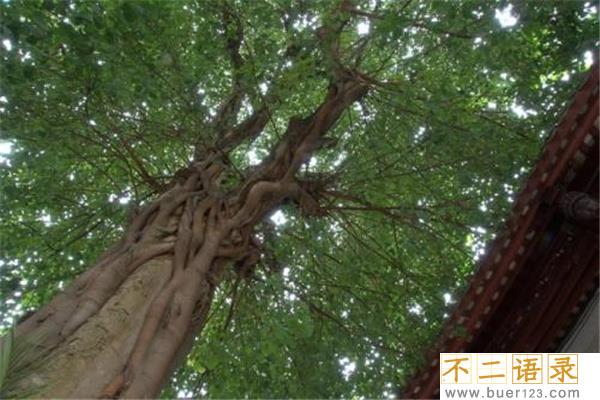 上古十大灵藤有哪些：建木神树是通天之树（连通天人两界）图片