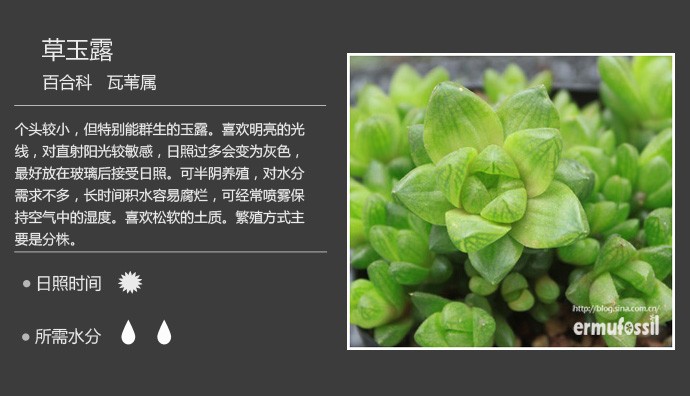 多肉植物品种大全图解图片