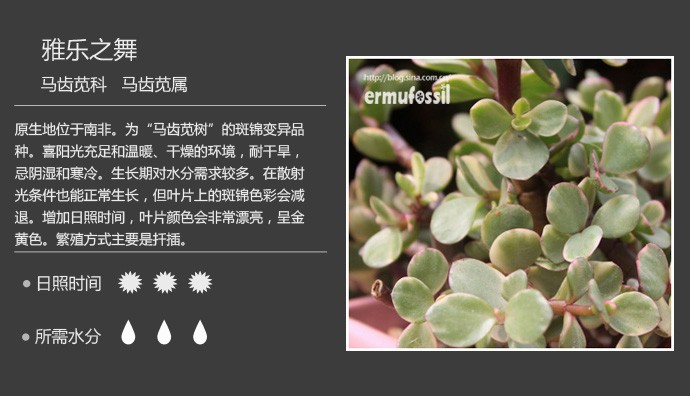 多肉植物品种大全图解图片