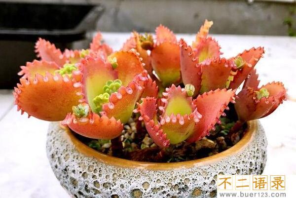 不死鸟多肉有毒吗?无毒最高1.5米，原名落地生根(产自非洲)图片
