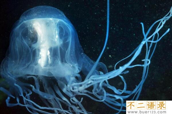 水母的毒性有多强?世界上十大剧毒水母，致命性(附图片)图片
