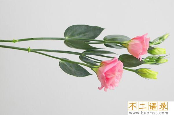 洋桔梗花的花语和传说 寓意忠贞永恒的爱(永远不离不弃)图片