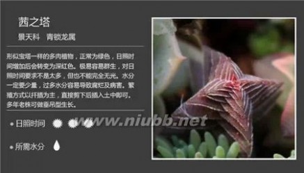 1000种多肉植物图鉴图片