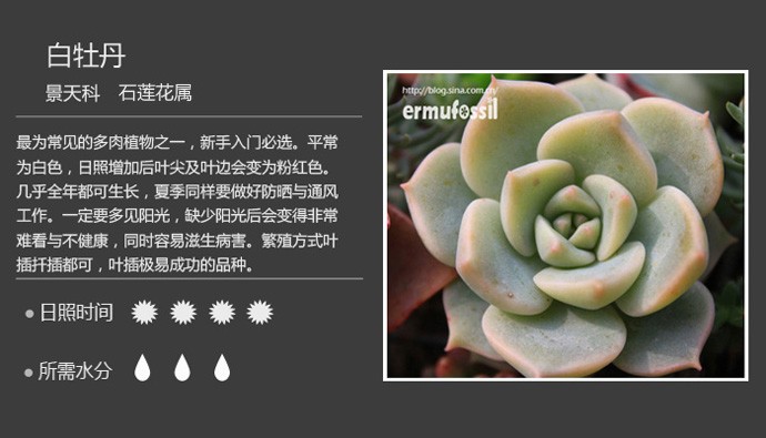 多肉植物品种大全图解图片