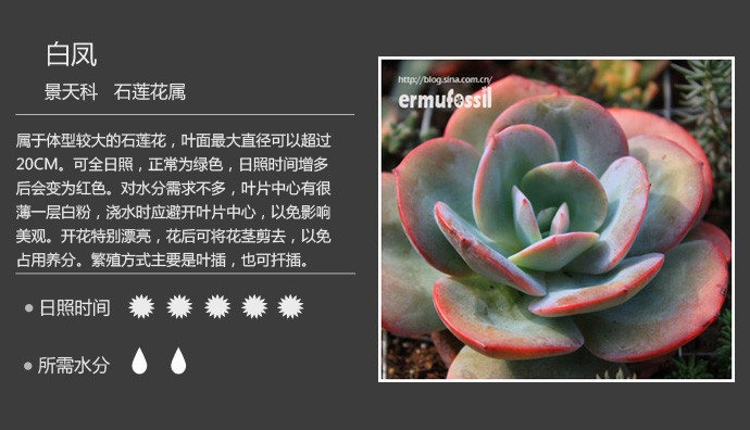 多肉植物品种大全图解图片