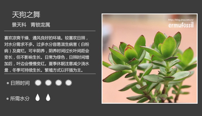 多肉植物品种大全图解图片