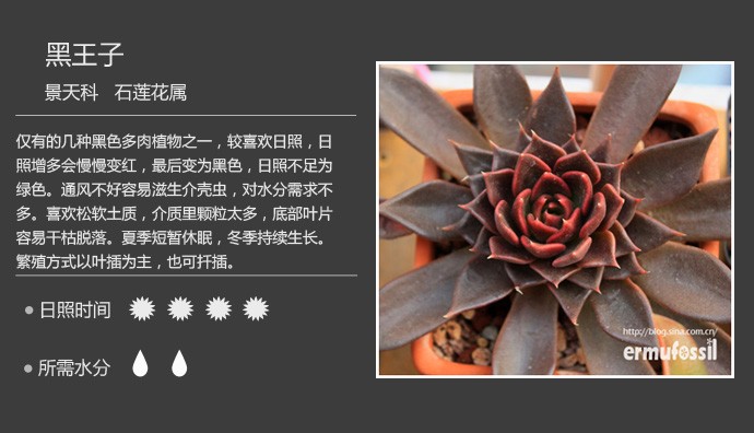多肉植物品种大全图解图片