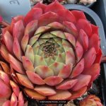 多肉植物品种大全图解图片