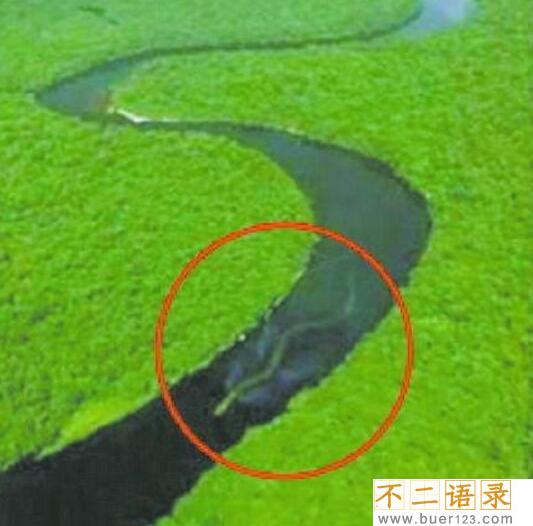 马来西亚神秘巨蛇nabau 长30米有七个鼻孔的虚假蛟龙（ps）