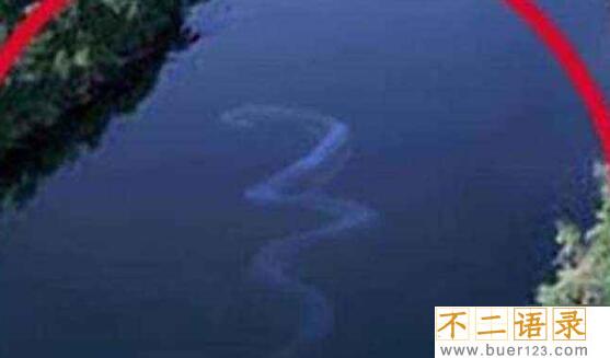 马来西亚神秘巨蛇nabau 长30米有七个鼻孔的虚假蛟龙（ps）图片