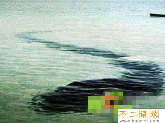 马来西亚神秘巨蛇nabau 长30米有七个鼻孔的虚假蛟龙（ps）图片