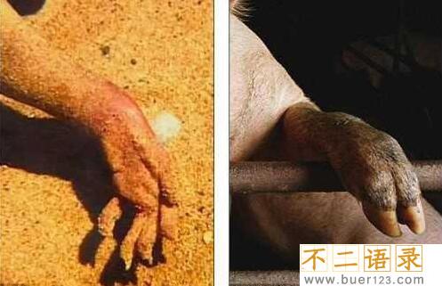 神秘的曼哈顿怪兽，有五根脚趾的烤猪(基因实验产物)图片