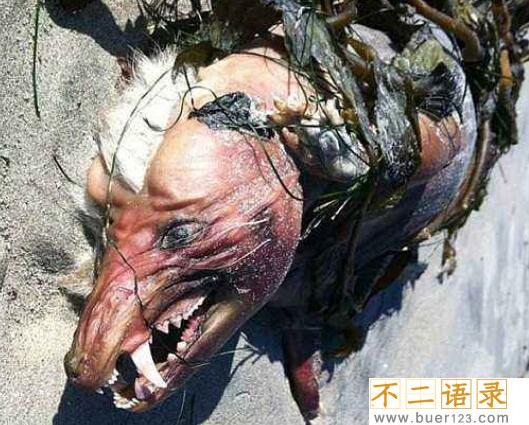 神秘的曼哈顿怪兽，有五根脚趾的烤猪(基因实验产物)图片