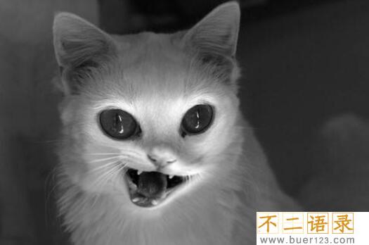 猫脸老太太事件，1995年哈尔滨猫脸老太太事件真相图片