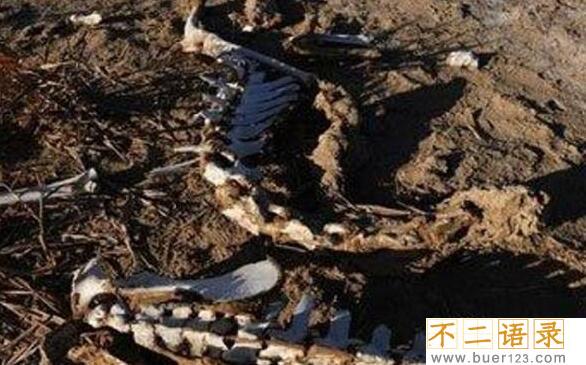 1978年罗布泊食人蜥蜴事件，罗布泊核爆炸死千条巨蜥图片