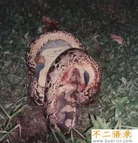 马来西亚蟒蛇吞人事件，缠死后人头被吞进蛇腹(视频)