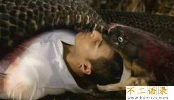 马来西亚蟒蛇吞人事件，缠死后人头被吞进蛇腹(视频)图片