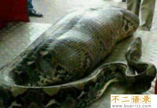 马来西亚蟒蛇吞人事件，缠死后人头被吞进蛇腹(视频)图片