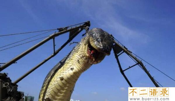 世界最长红海巨蛇是真的吗，体长500米是最假的骗局(视频)图片