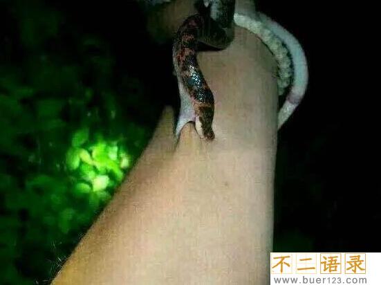最受争议的毒蛇赤链蛇，毒性再小也能致命(图片)图片