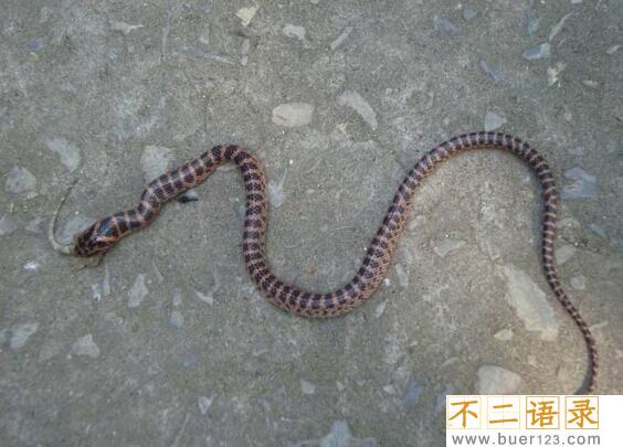 最受争议的毒蛇赤链蛇，毒性再小也能致命(图片)图片