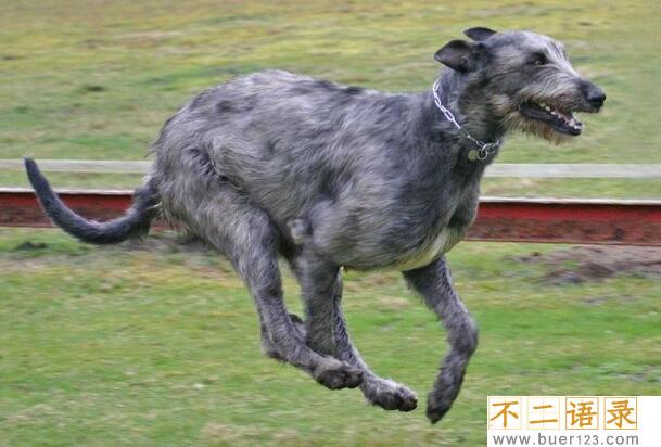 世界上最高大的猎犬，爱尔兰猎狼犬(将当地野狼灭绝)