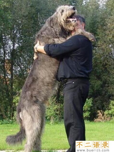 世界上最高大的猎犬，爱尔兰猎狼犬(将当地野狼灭绝)图片