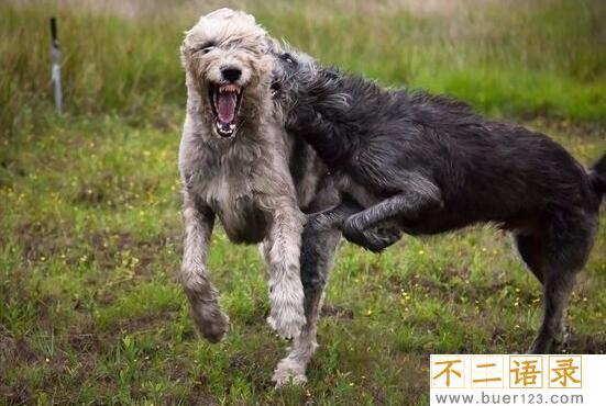 世界上最高大的猎犬，爱尔兰猎狼犬(将当地野狼灭绝)图片