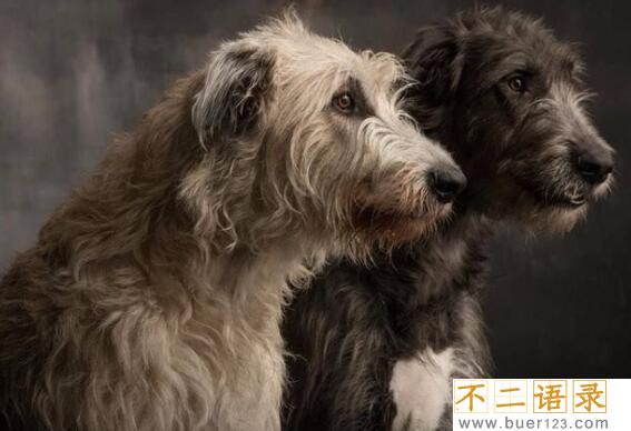 世界上最高大的猎犬，爱尔兰猎狼犬(将当地野狼灭绝)图片