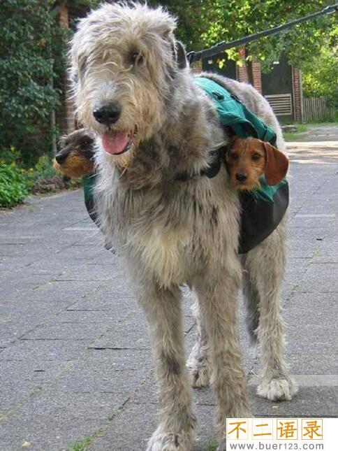 世界上最高大的猎犬，爱尔兰猎狼犬(将当地野狼灭绝)图片