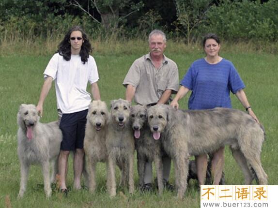 世界上最高大的猎犬，爱尔兰猎狼犬(将当地野狼灭绝)图片