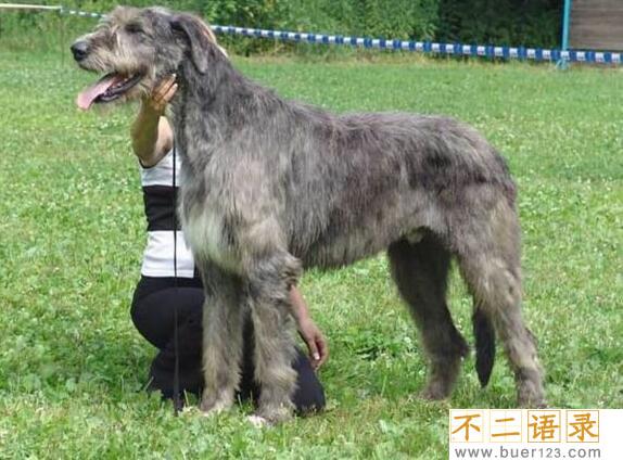 世界上最高大的猎犬，爱尔兰猎狼犬(将当地野狼灭绝)图片