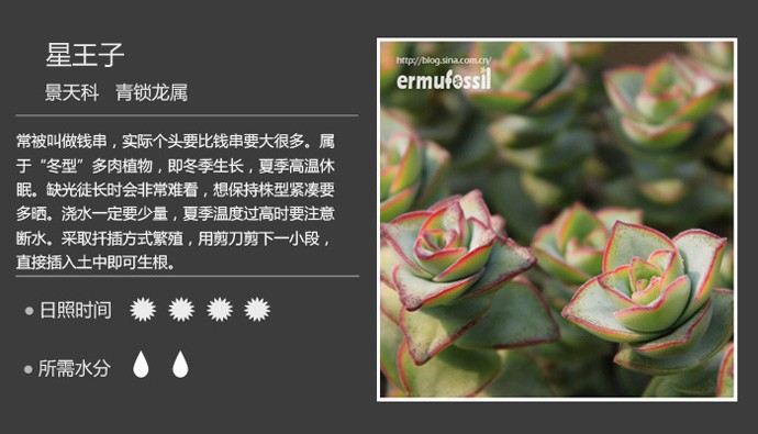 多肉植物品种大全图解图片