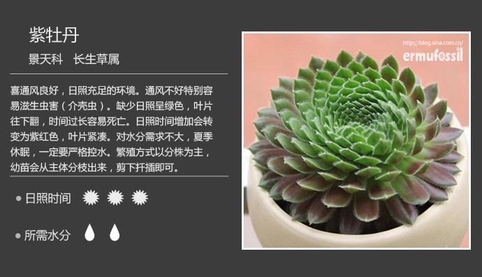 多肉植物品种大全图解图片