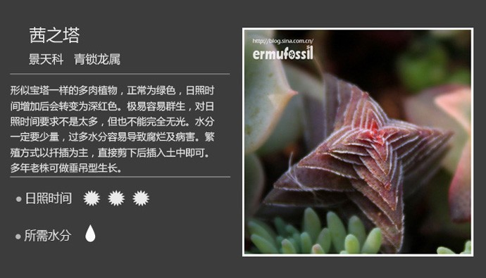 多肉植物品种大全图解图片