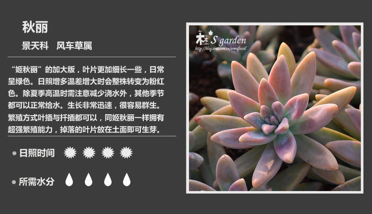 多肉植物品种大全图解图片