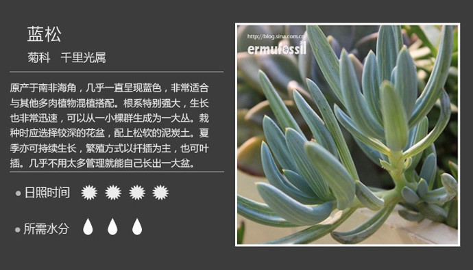 多肉植物品种大全图解图片