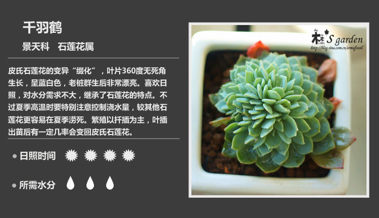 多肉植物品种大全图解图片