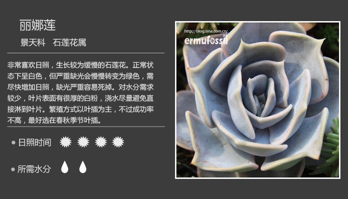 多肉植物品种大全图解图片
