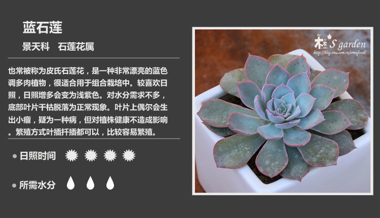 多肉植物品种大全图解图片