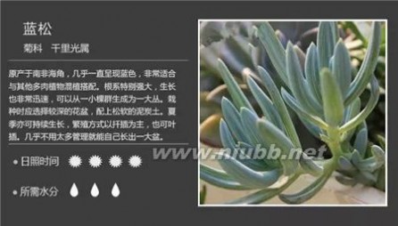 1000种多肉植物图鉴图片