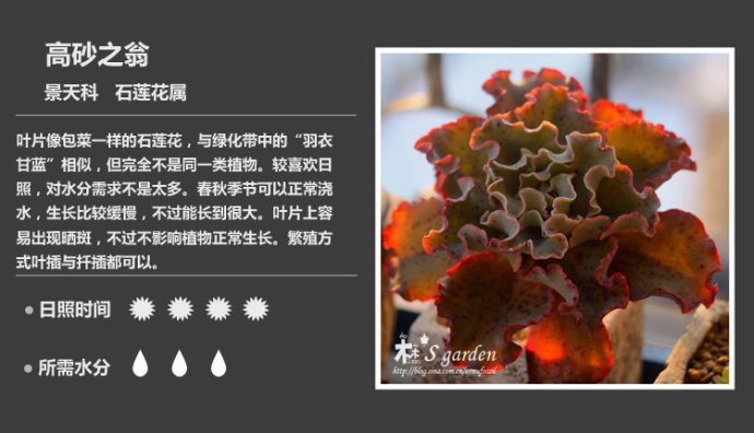多肉植物品种大全图解图片
