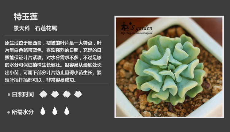 多肉植物品种大全图解图片