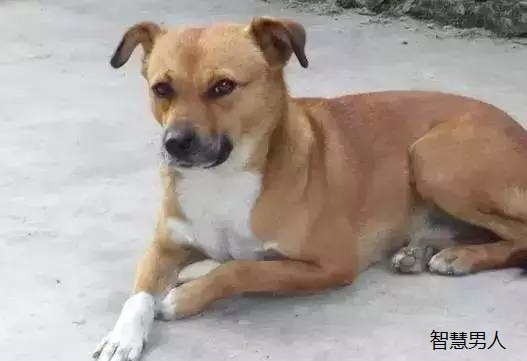 十大忠诚的狗排名,这几种狗值得你来养。