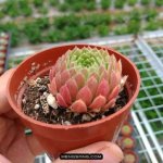 多肉植物品种大全图解图片