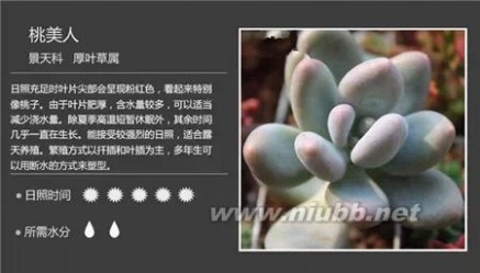 1000种多肉植物图鉴图片